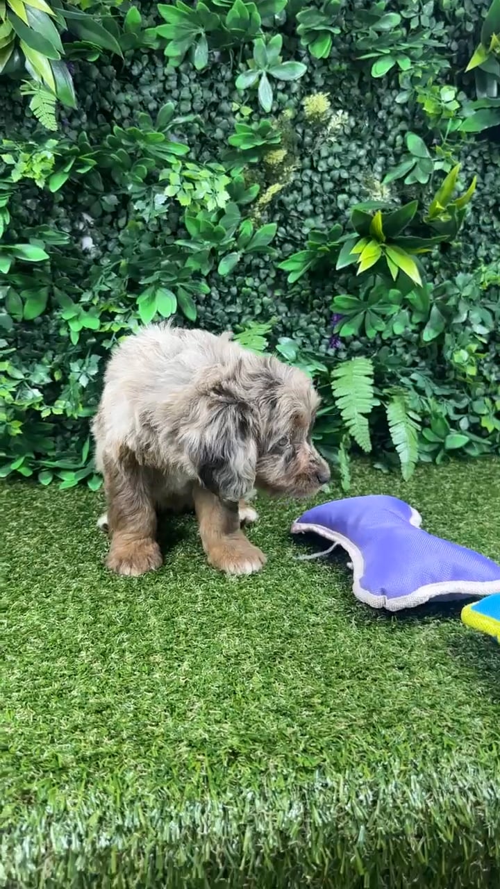 Female Mini Aussie Poo puppy named Pumkin for sale at Puppy Dreams - Parks Mall. video thumbnail