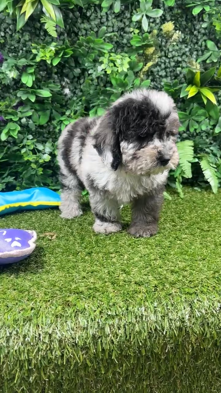 Female Mini Poodle puppy named Moose for sale at Puppy Dreams - Parks Mall. video thumbnail