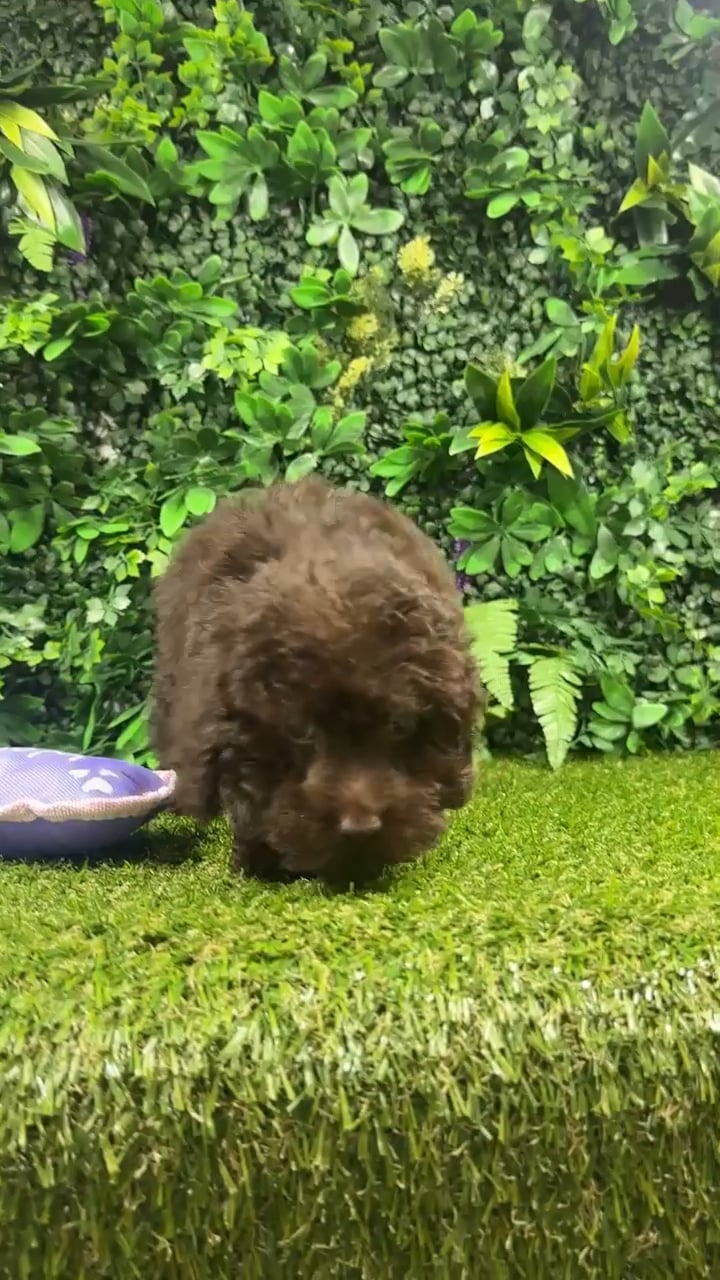 Male Mini Poodle puppy named Chocolate for sale at Puppy Dreams - Parks Mall. video thumbnail