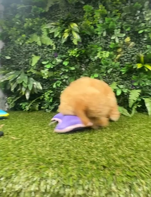 Female Cockapoo puppy named Sheri for sale at Puppy Dreams - Parks Mall. video thumbnail