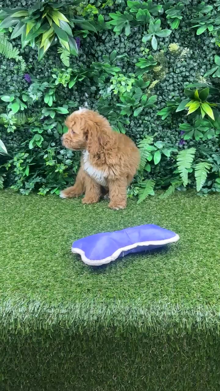 Female Cockapoo puppy named Donna for sale at Puppy Dreams - Parks Mall. video thumbnail