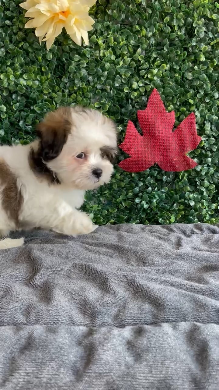 Female Havashu puppy named Ivy for sale at Puppy Dreams - West Little Rock. video thumbnail