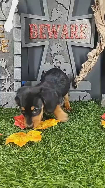 Male Dachshund puppy named Freddy for sale at Puppy Dreams - Mansfield. video thumbnail
