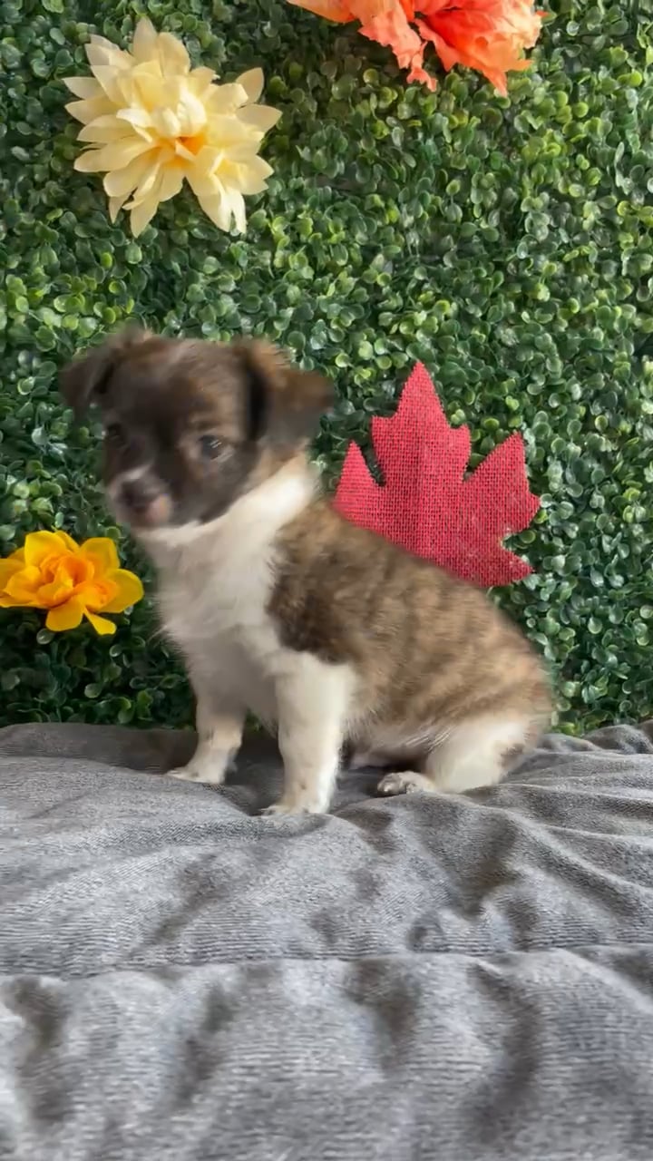 Male Chihuahua puppy named Moose for sale at Puppy Dreams - West Little Rock. video thumbnail