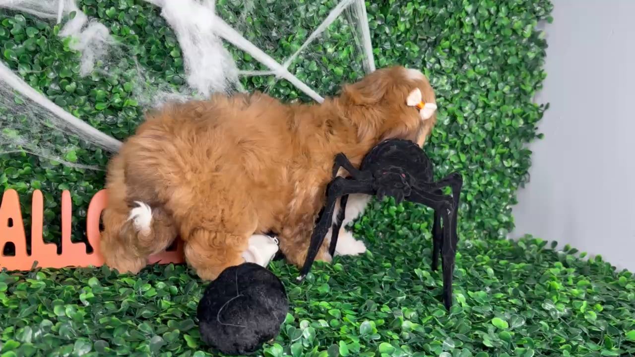 Female Shipoo puppy named Bella for sale at Puppy Dreams - North Richland Hills. video thumbnail