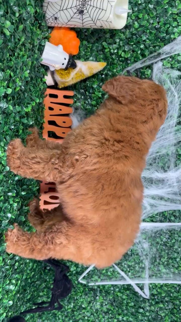 Female Mini Goldendoodle puppy named Chloe for sale at Puppy Dreams - North Richland Hills. video thumbnail