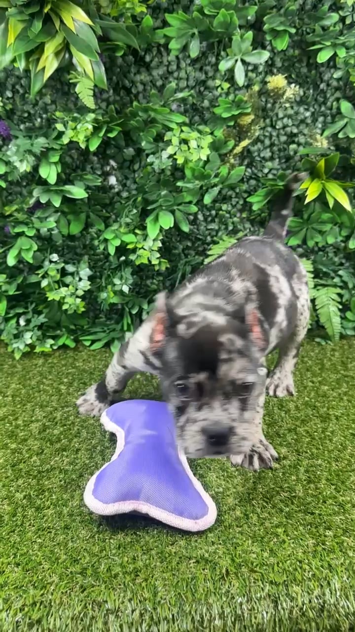 Female American Bully puppy named Stephen for sale at Puppy Dreams - Parks Mall. video thumbnail