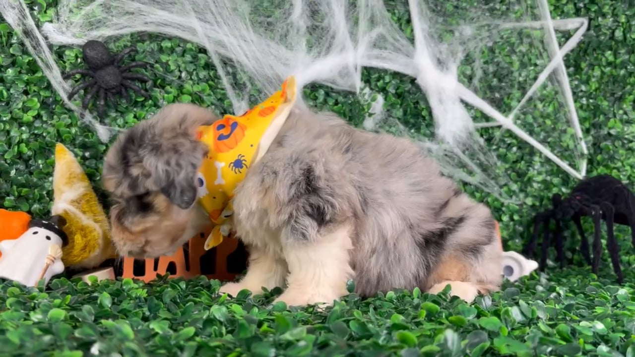 Male Mini Aussie Poo puppy named Bluey for sale at Puppy Dreams - North Richland Hills. video thumbnail