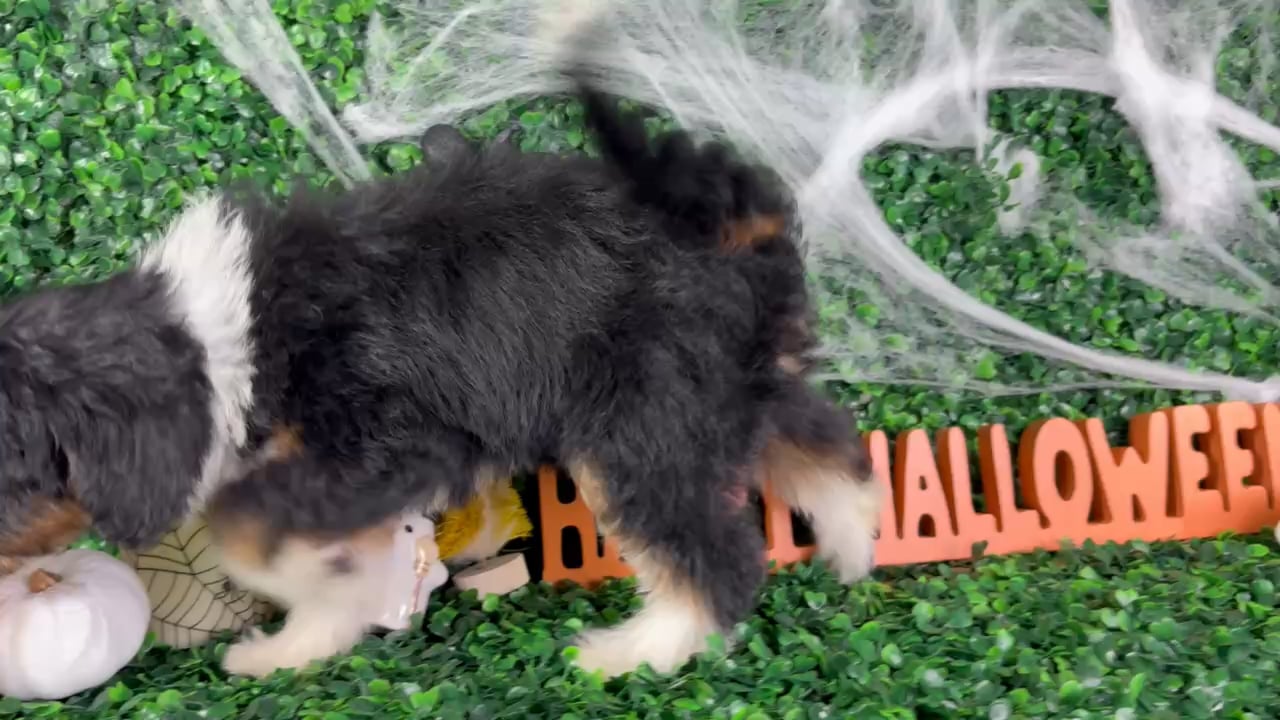 Female Bernedoodle puppy named Daisy for sale at Puppy Dreams - North Richland Hills. video thumbnail