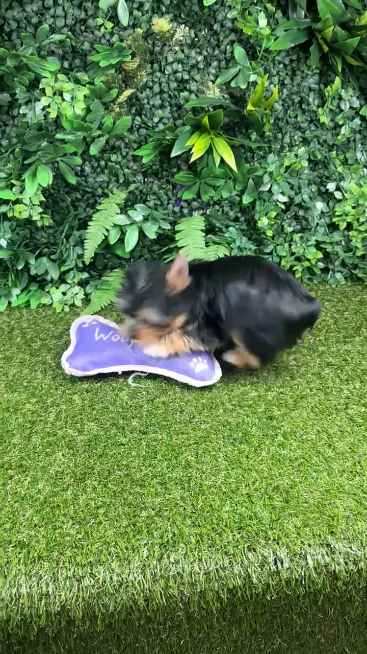 Female Yorkie puppy named Spice for sale at Puppy Dreams - Parks Mall. video thumbnail