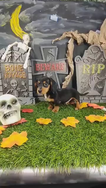Male Dachshund puppy named Jason for sale at Puppy Dreams - Mansfield. video thumbnail