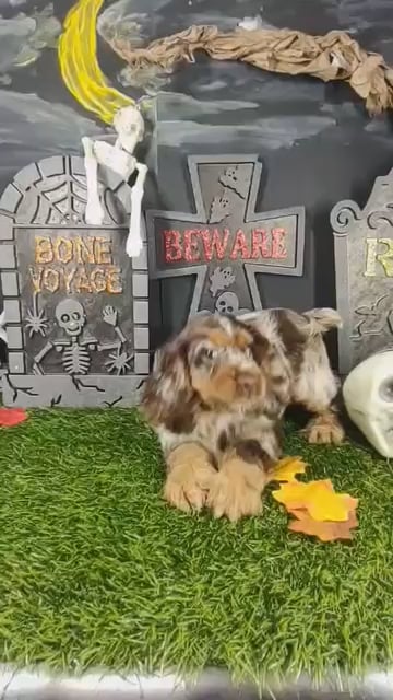 Male Cocker Spaniel puppy named Jigsaw for sale at Puppy Dreams - Mansfield. video thumbnail