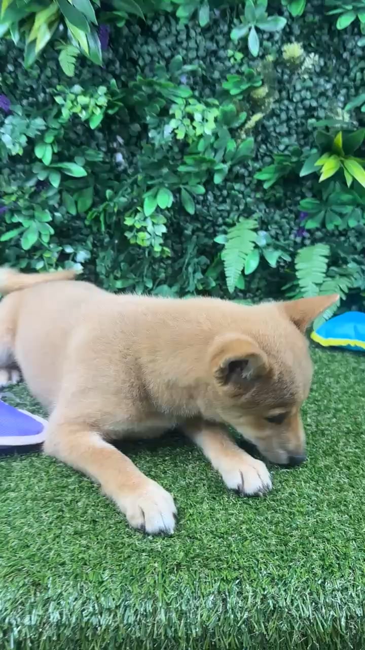 Male Shiba Inu puppy named Timothy for sale at Puppy Dreams - Parks Mall. video thumbnail