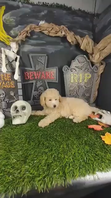 Male Bichon-Poodle puppy named Chucky for sale at Puppy Dreams - Mansfield. video thumbnail