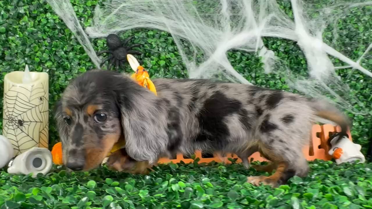 Male Dachshund puppy named Toby for sale at Puppy Dreams - North Richland Hills. video thumbnail