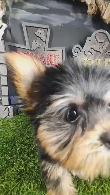 Female Yorkie puppy named Ripley for sale at Puppy Dreams - Mansfield. video thumbnail