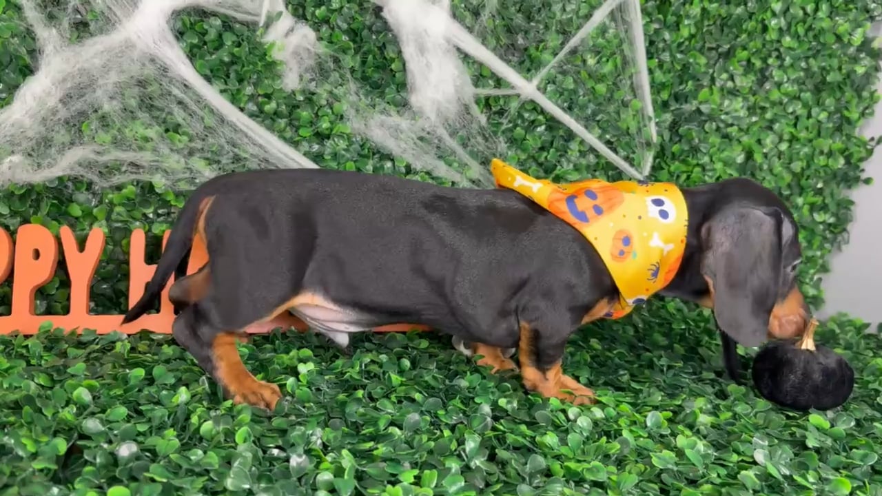 Male Dachshund puppy named Jasper for sale at Puppy Dreams - North Richland Hills. video thumbnail