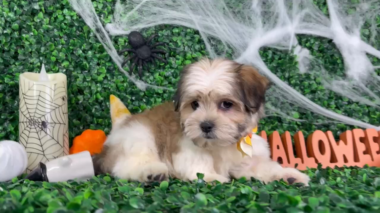 Male Havashu puppy named Tom for sale at Puppy Dreams - North Richland Hills. video thumbnail