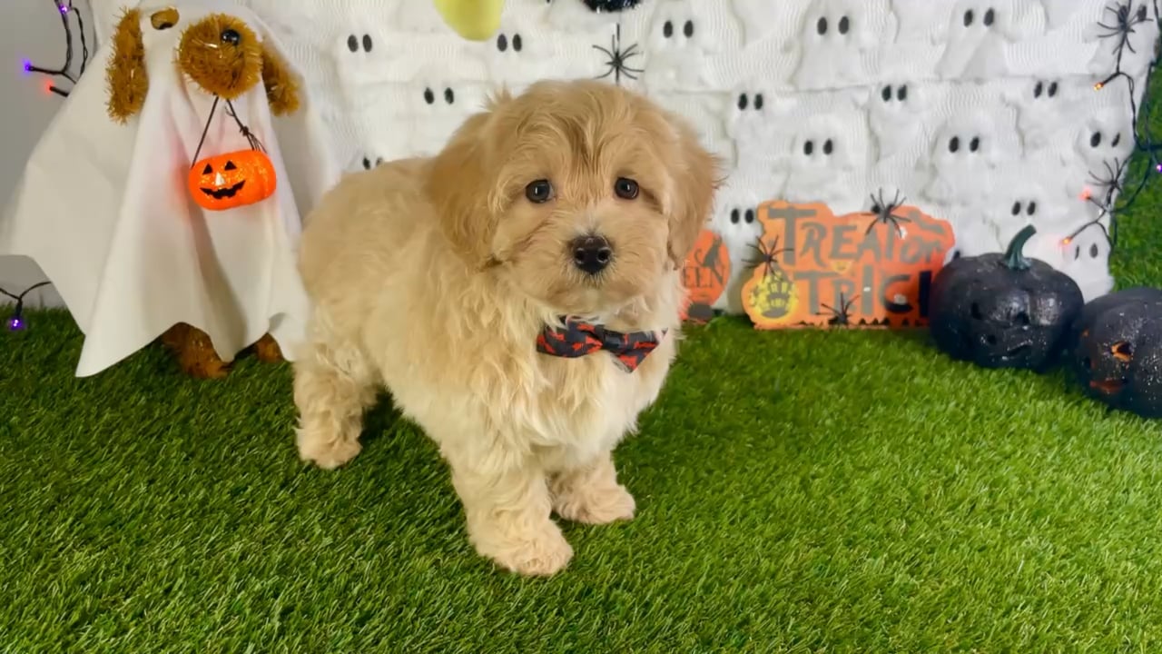 Male Maltipoo puppy named Axel for sale at Puppy Dreams - Carrollton. video thumbnail