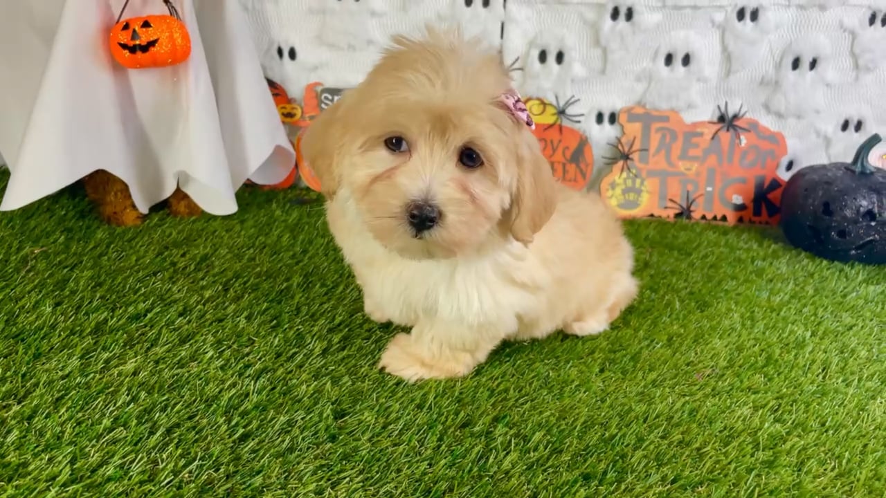 Female Maltipoo puppy named Eden for sale at Puppy Dreams - Carrollton. video thumbnail