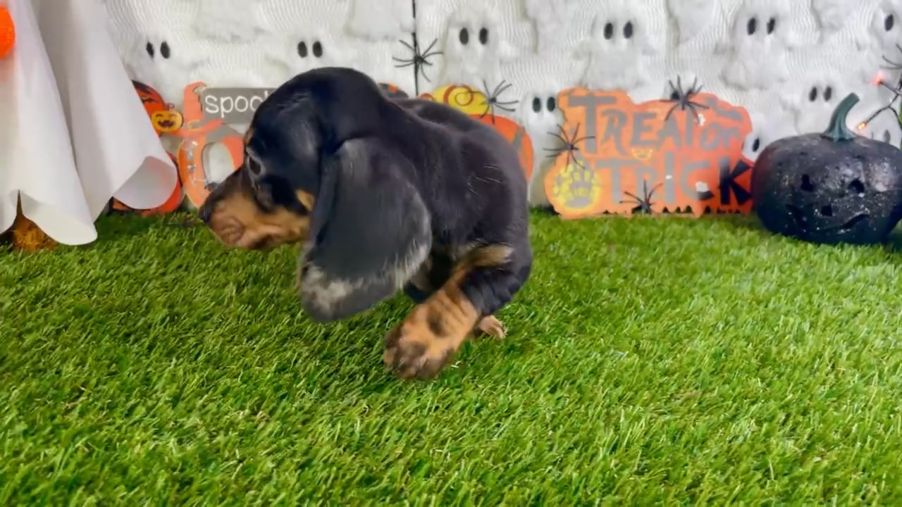 Male Dachshund puppy named Boots for sale at Puppy Dreams - Carrollton. video thumbnail