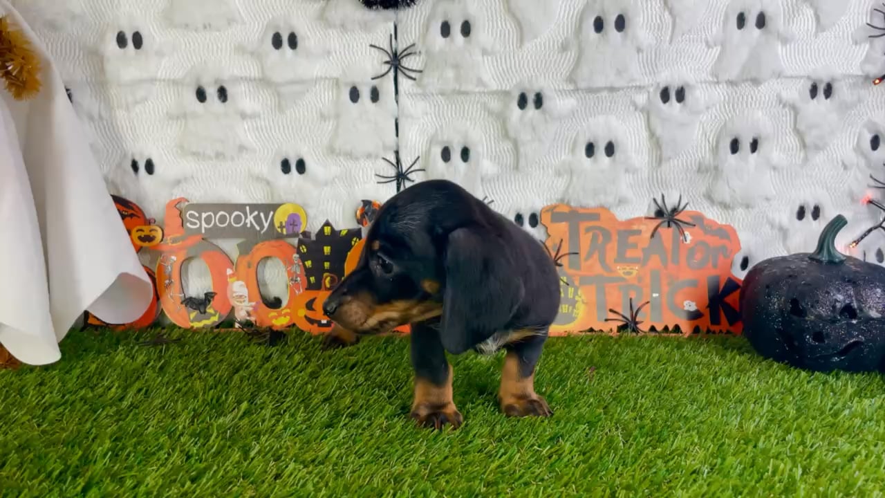 Male Dachshund puppy named Rowan for sale at Puppy Dreams - Carrollton. video thumbnail