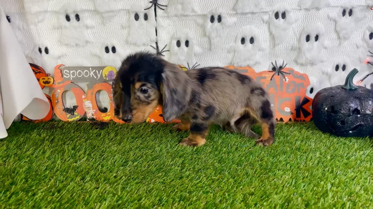 Male Dachshund puppy named Jazz for sale at Puppy Dreams - Carrollton. video thumbnail
