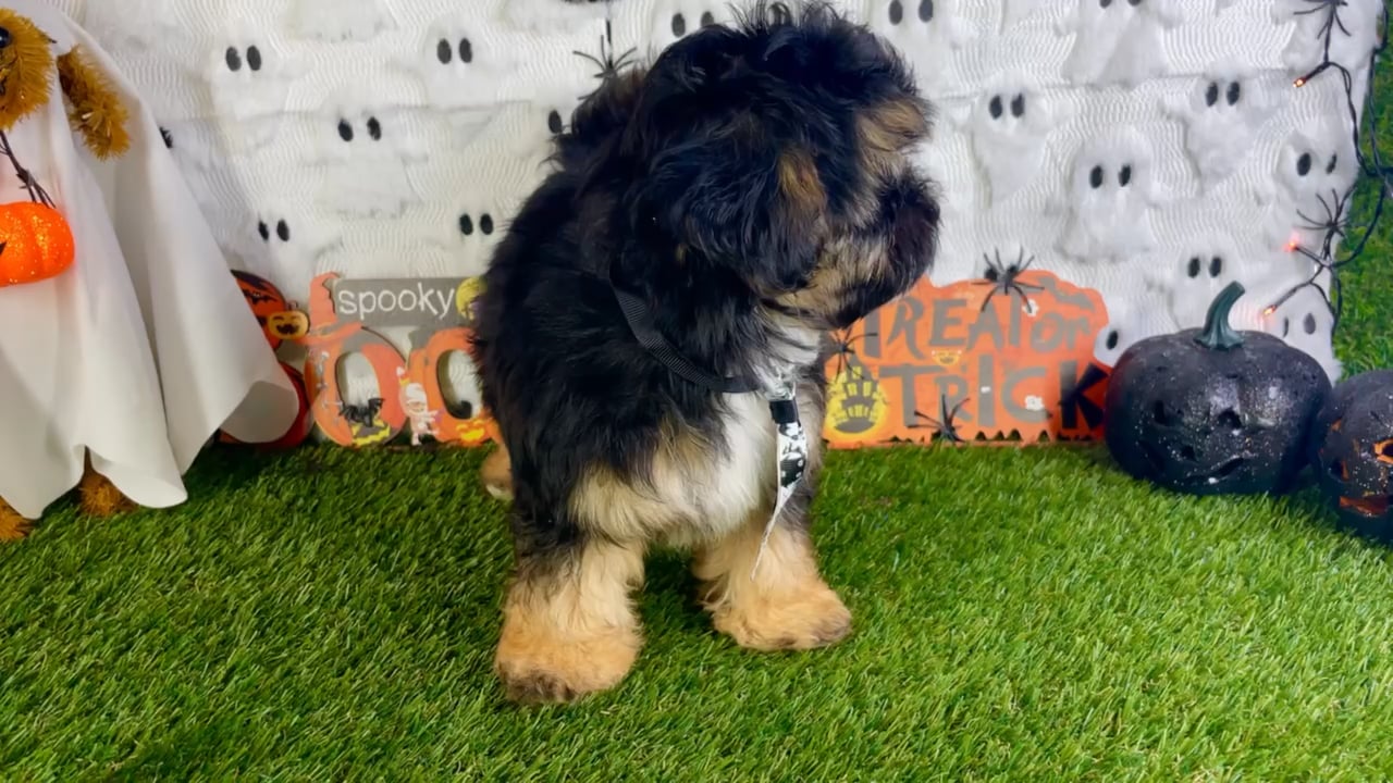 Male Shipoo puppy named Niko for sale at Puppy Dreams - Carrollton. video thumbnail
