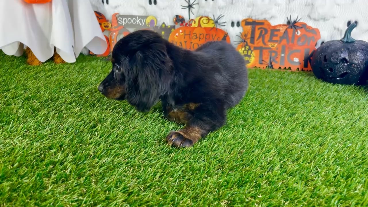 Female Dachshund puppy named Zora for sale at Puppy Dreams - Carrollton. video thumbnail
