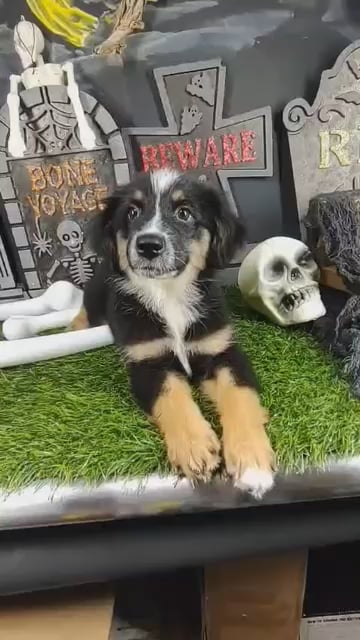 Female Mini Aussie puppy named Carrie for sale at Puppy Dreams - Mansfield. video thumbnail
