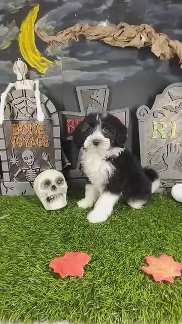 Female Bernedoodle puppy named Annabelle for sale at Puppy Dreams - Mansfield. video thumbnail