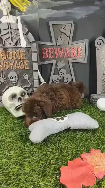 Female Mini Goldendoodle puppy named Regan for sale at Puppy Dreams - Mansfield. video thumbnail