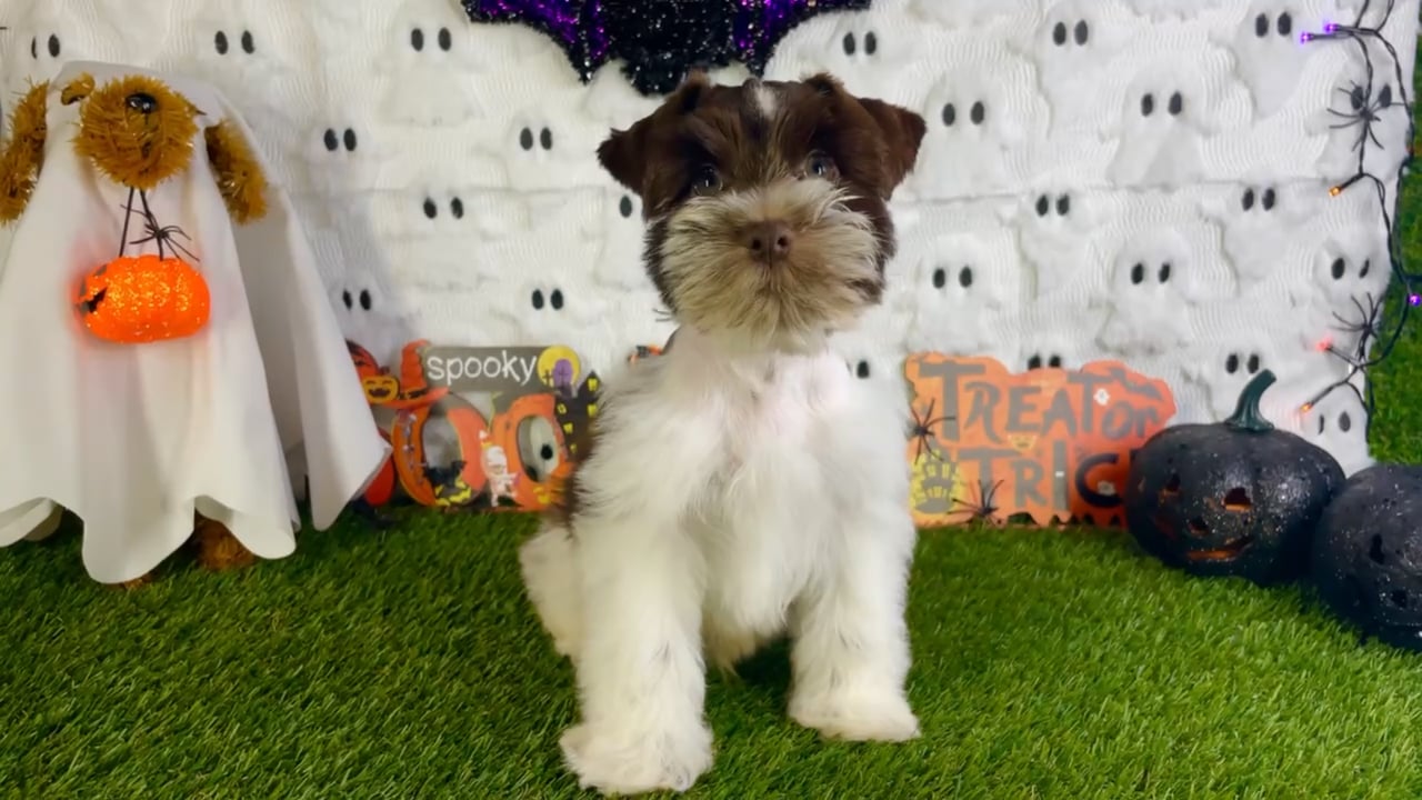 Male Mini Schnauzer puppy named Virgil for sale at Puppy Dreams - Carrollton. video thumbnail