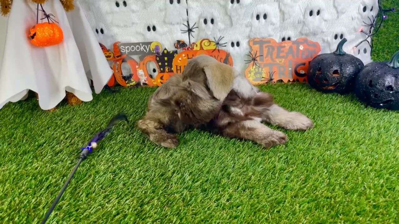 Female Mini Schnauzer puppy named Mona for sale at Puppy Dreams - Carrollton. video thumbnail