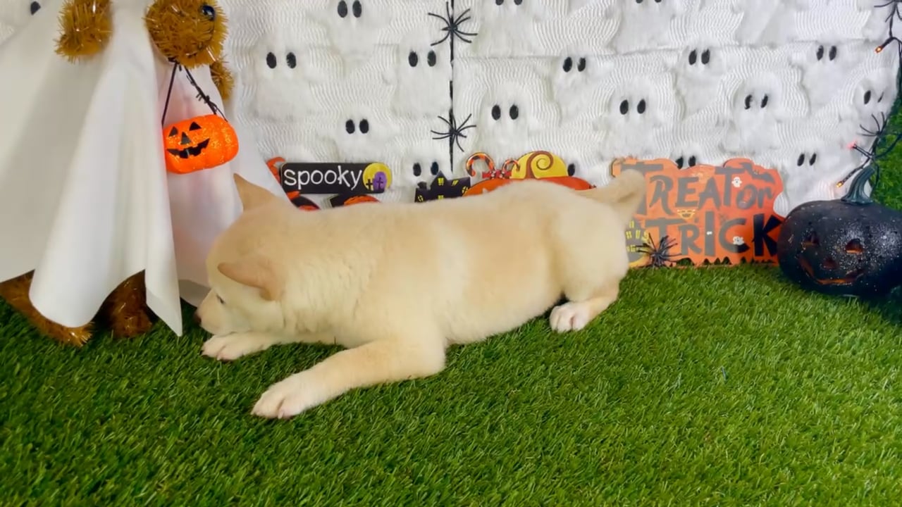 Female Shiba Inu puppy named Minka for sale at Puppy Dreams - Carrollton. video thumbnail