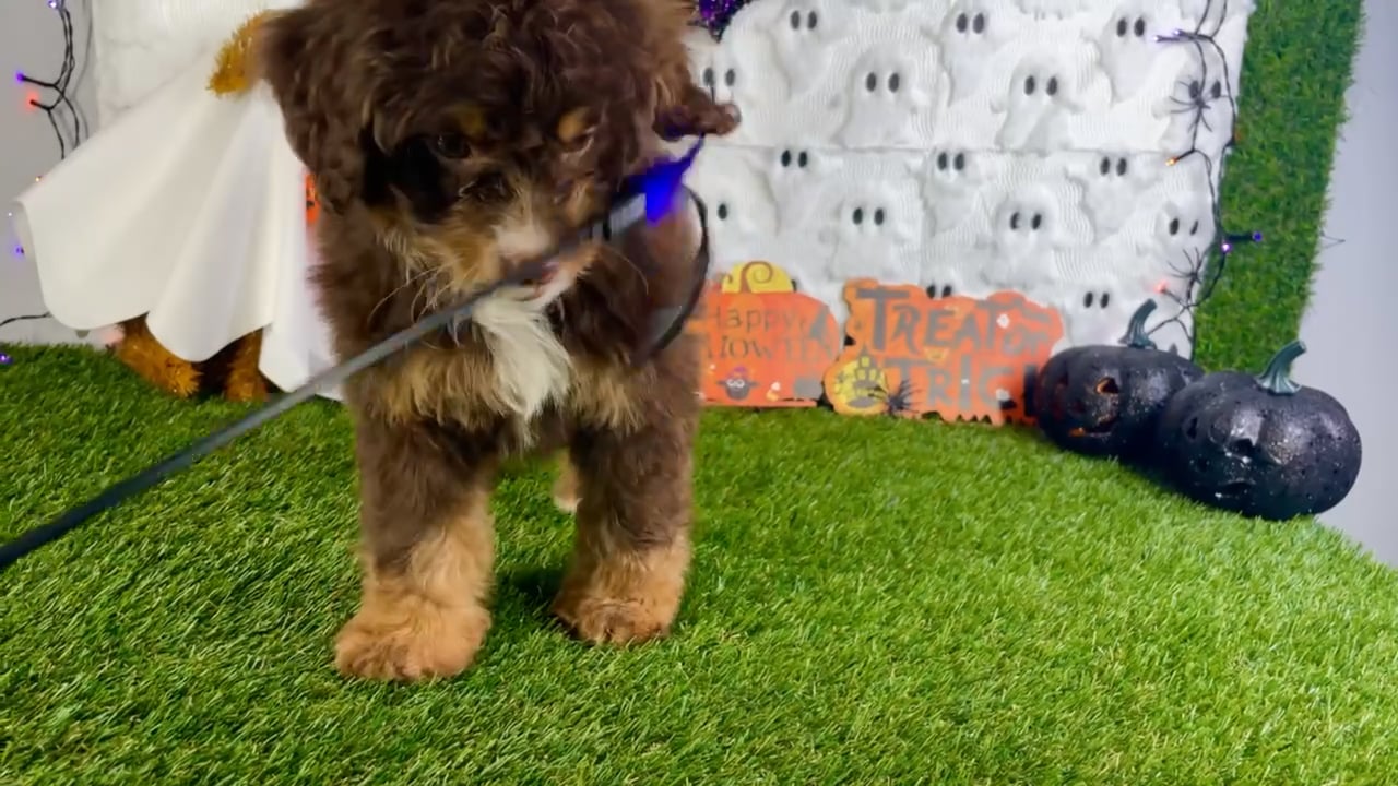 Female Bernedoodle Mini puppy named Sage for sale at Puppy Dreams - Carrollton. video thumbnail