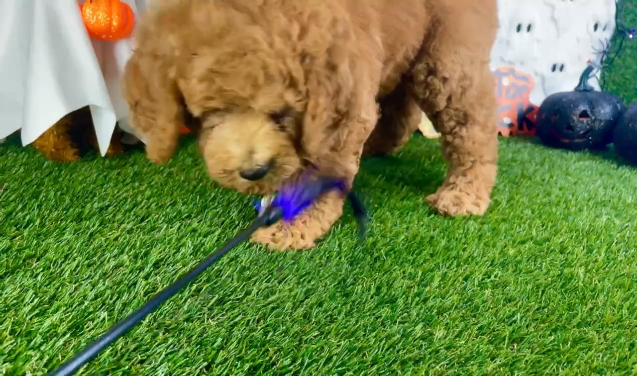 Male Mini Goldendoodle puppy named Niko for sale at Puppy Dreams - Carrollton. video thumbnail