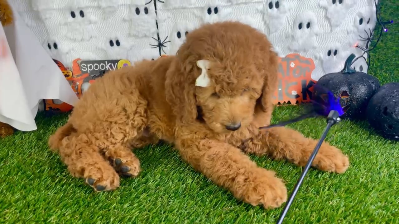 Female Mini Goldendoodle puppy named Nadia for sale at Puppy Dreams - Carrollton. video thumbnail