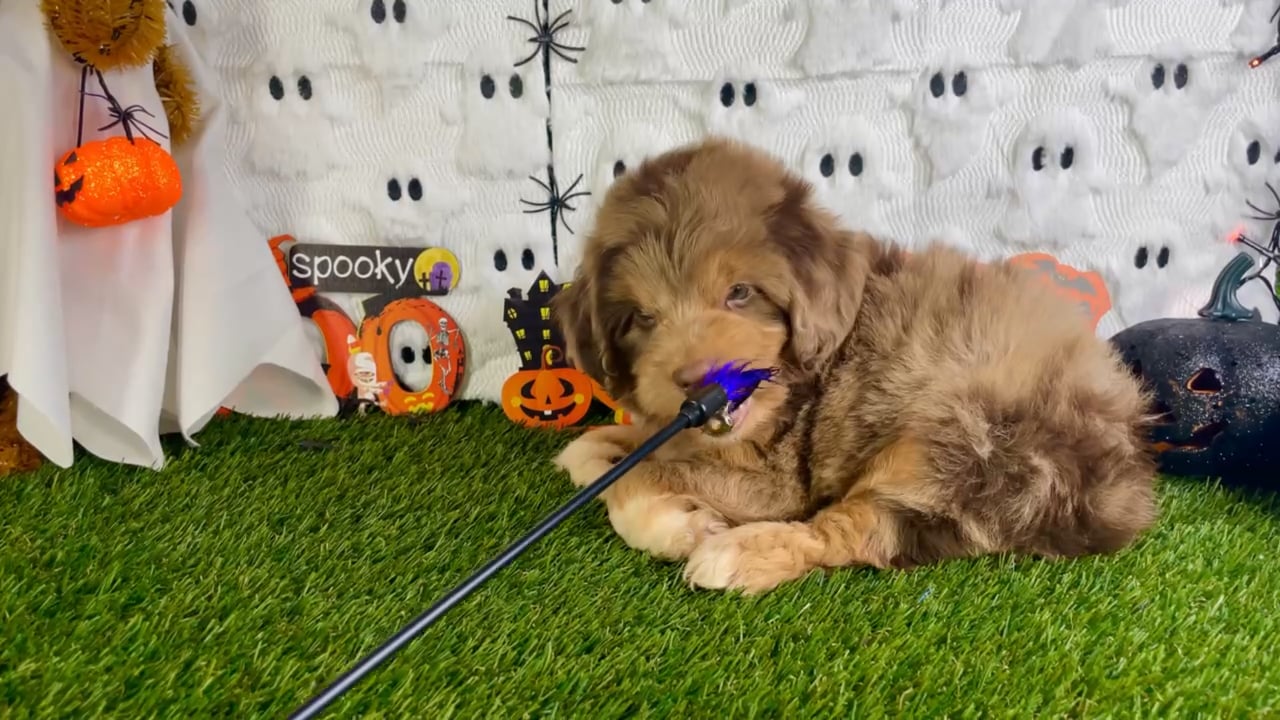 Male Mini Aussie Poo puppy named Gunner for sale at Puppy Dreams - Carrollton. video thumbnail