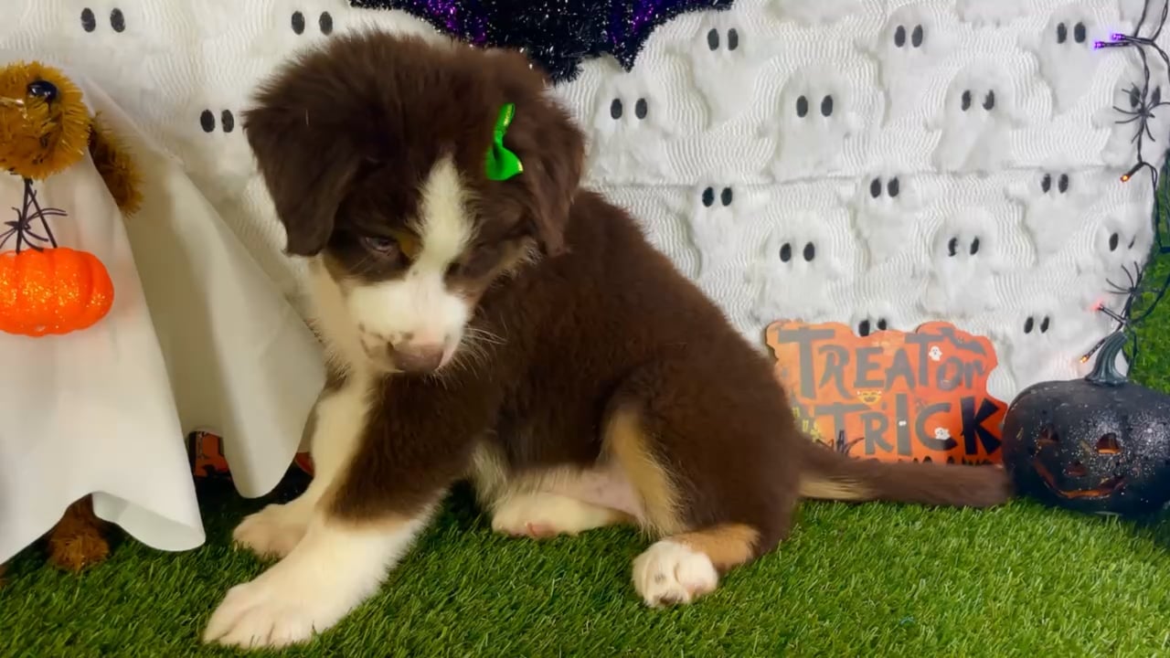 Female Mini Aussie puppy named Mona for sale at Puppy Dreams - Carrollton. video thumbnail