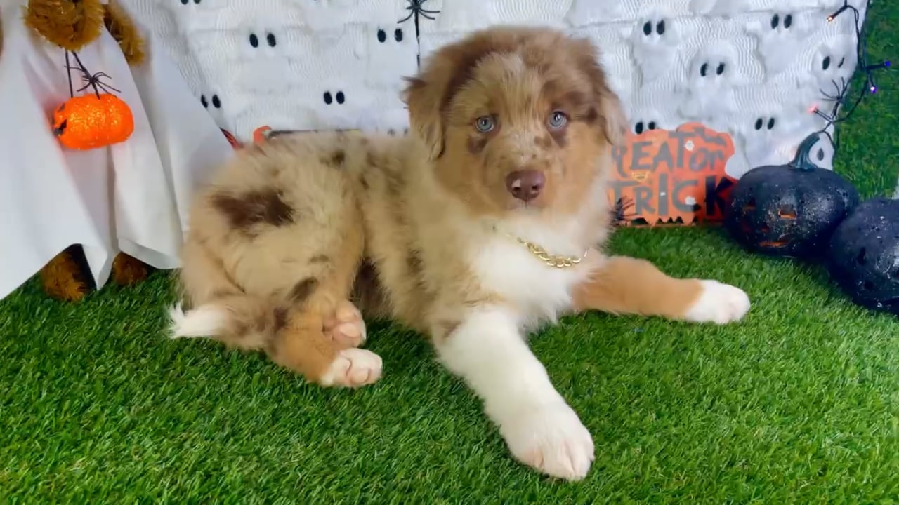 Male Mini Aussie puppy named Slider for sale at Puppy Dreams - Carrollton. video thumbnail