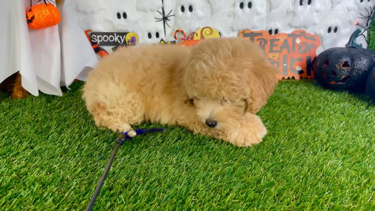 Male Bichon-Poodle puppy named Rocko for sale at Puppy Dreams - Carrollton. video thumbnail