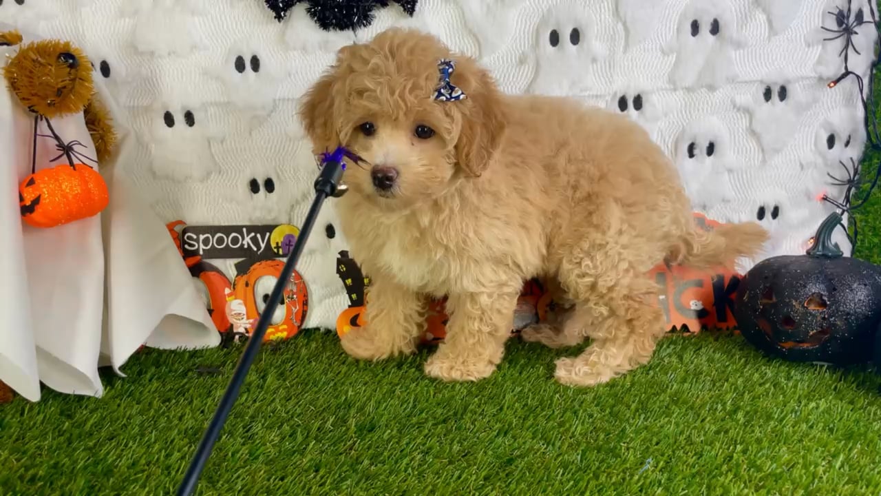 Female Bichon-Poodle puppy named Mira for sale at Puppy Dreams - Carrollton. video thumbnail