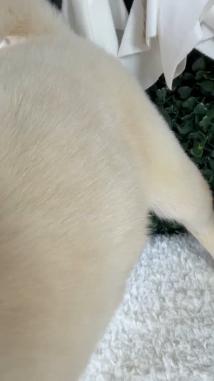Female Shiba Inu puppy named Kiki for sale at Puppy Dreams - Garland. video thumbnail