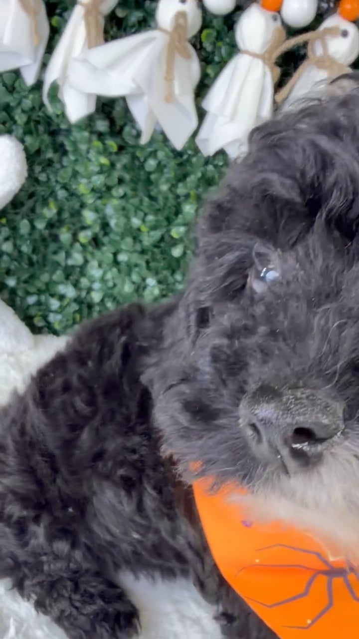 Male Poodle Toy puppy named Bonbon for sale at Puppy Dreams - Garland. video thumbnail