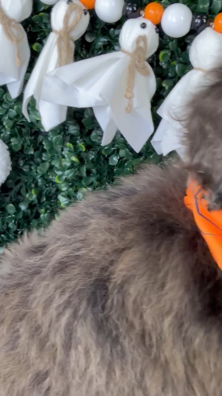 Male Poodle Toy puppy named Pookie for sale at Puppy Dreams - Garland. video thumbnail