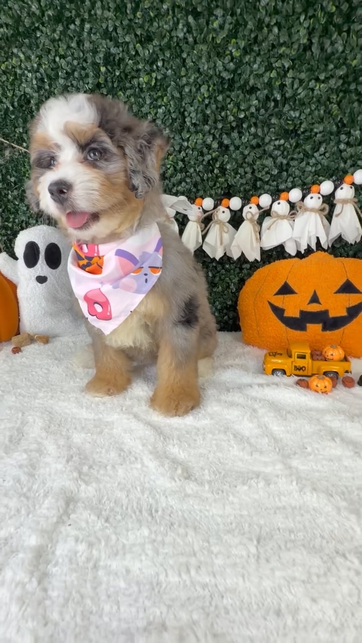 Female Bernedoodle puppy named Mimi for sale at Puppy Dreams - Garland. video thumbnail