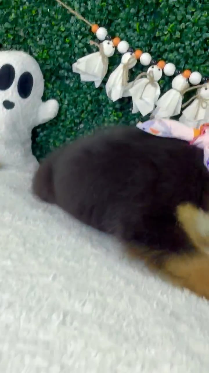 Female Mini Aussie puppy named Berry for sale at Puppy Dreams - Garland. video thumbnail