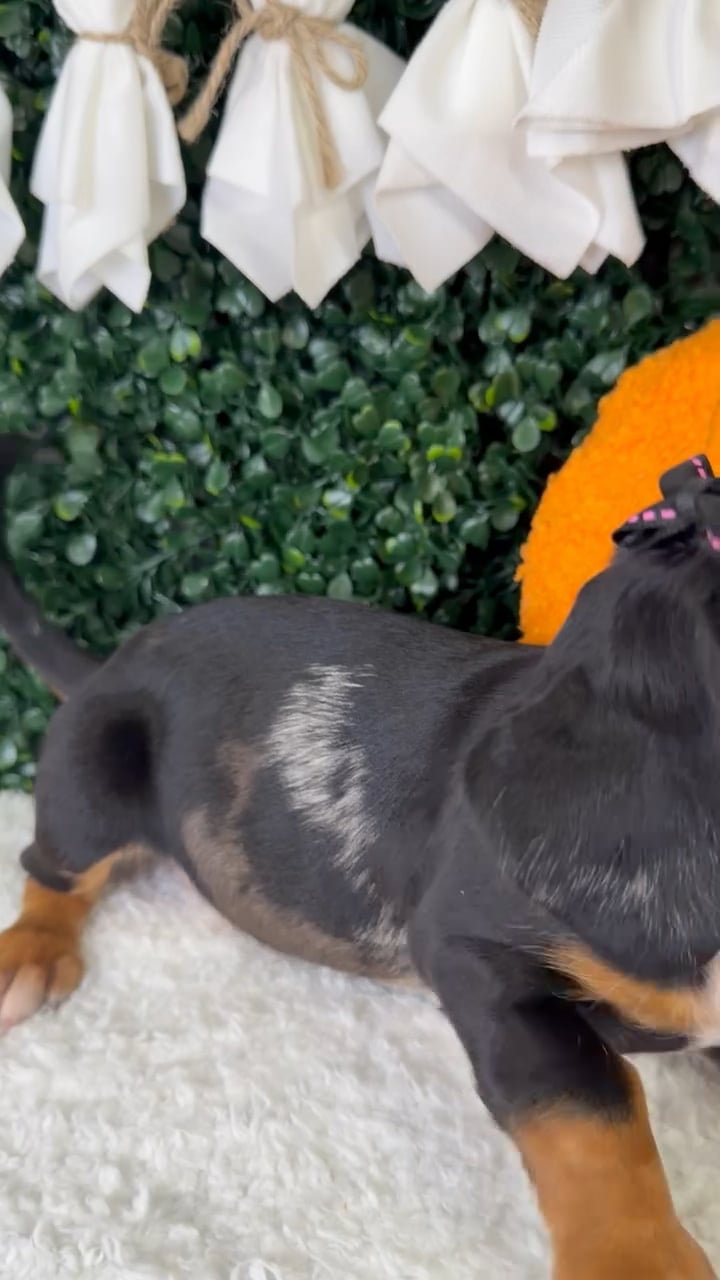 Female Dachshund puppy named Gigi for sale at Puppy Dreams - Garland. video thumbnail