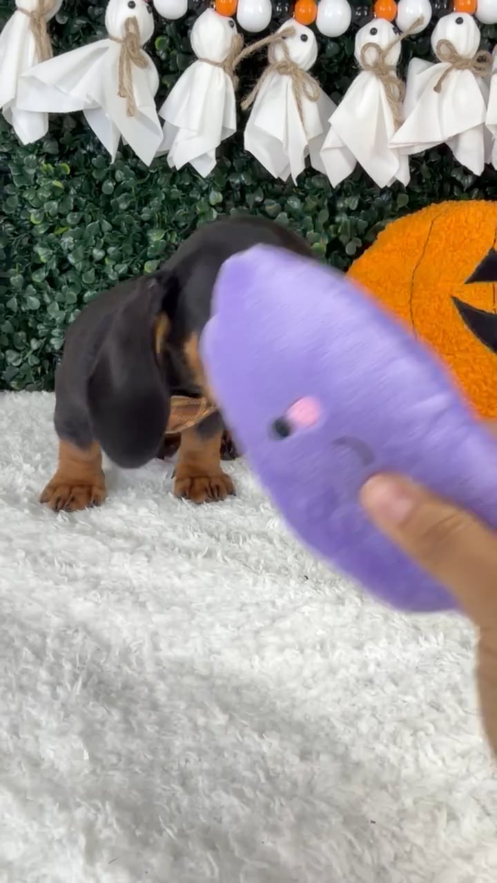 Male Dachshund puppy named Koko for sale at Puppy Dreams - Garland. video thumbnail